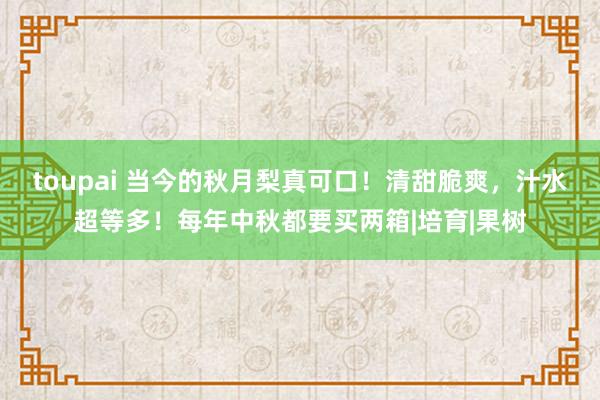 toupai 当今的秋月梨真可口！清甜脆爽，汁水超等多！每年中秋都要买两箱|培育|果树
